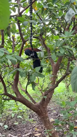 Burung Bubut Jawa #kicaumania #burung #kicaumaniaindonesia #satwa 