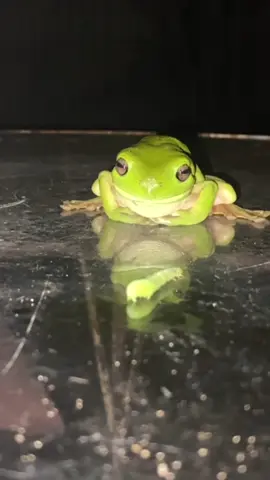 Ah an classic ❤️👌#smilingfriends #funny #fyp #australia #mrfrog 