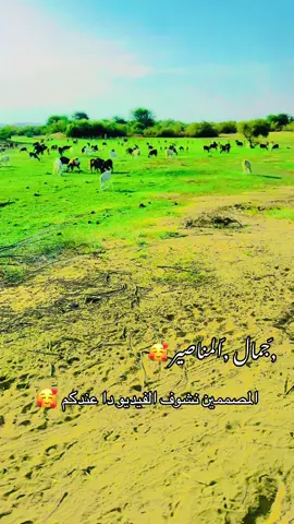 #حخو،الشغل،دا،يا،عالم،➕_❤_📝 #الدامر_عطبره_بربر_العبيديه_ابوحمد #عطبره_بلد_الحديد_والنار #مشاهير_تيك_توك_مشاهير_العرب #❤️❤️❤️❤️❤️❤️❤️❤️❤️❤️❤️❤️❤️❤️❤️ 