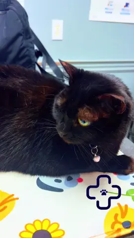 Vet vist for Ivy.  Here is her back story. I got her from someone when she was 6 months old. She was very skittish and she took awhile to warm up to myself and Romeo (my first fur baby) she’s great with me, does not like children at all, or loud sounds. She tollerates Romeo lol I don’t know if she was mistreated before myself. She is 8 years old now and to me and other adults. She is the sweetest as can be. Kids walk in and she’s gone! She becomes like a frozen statue. Anyways I have been trying to deal with this skin issue she seems to have had and no vet really knew how to help me. We tried steroids, revolution, over the counter allergy medication, different foods. I give her the best of the best. I check all the ingridents before I give it to my cats. She’s now on a vet diet sensitive skin kibble and had all her tests done today to make sure she could take Atopica. Which is allergy medication prescribed by the vet. It’s in a liquid form, once daily. Hoping we can get down to the bottoms of her issues. She is a high stress cat. 🐈‍⬛ but again SO sweet. #blackcatsoftiktok #catsoftiktok #vetvisit #skinissues #fyp 