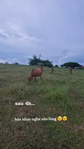 #gaingheo86🥰🥰 vẫn là cô gái chăn bò...#binhthuan#hongphong#xh#tuoitho 