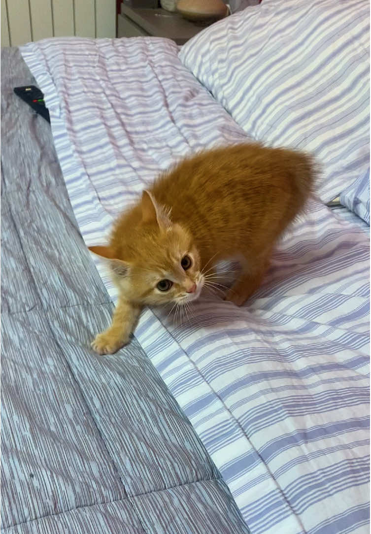 Mini-tigre 😂🐯 #redcat #catsoftiktok #puppycat #funnycat #lovecats 