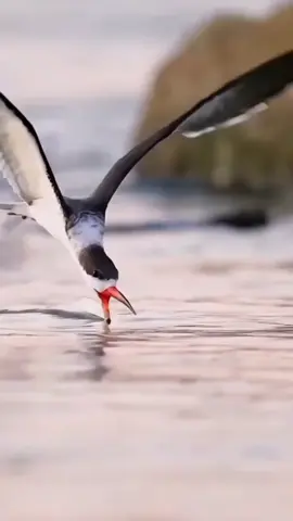 #bird #animals #viral #foru #fishing 