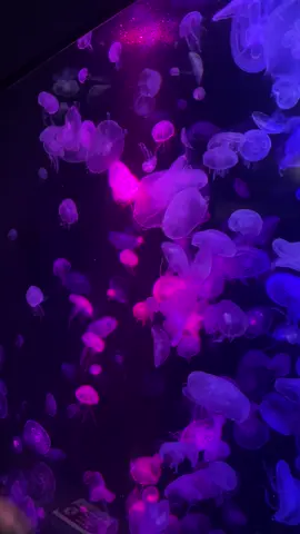 อควาเรียมบางแสน❤️