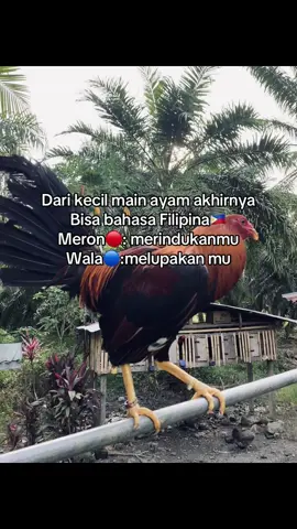 Ya ya😂😂 #salamsatuhoby🐓🐓🐓🙏 #ayamimportfilipin🇵🇭 #salamkakikiri🐓🐓 #passaung #ayamimport 