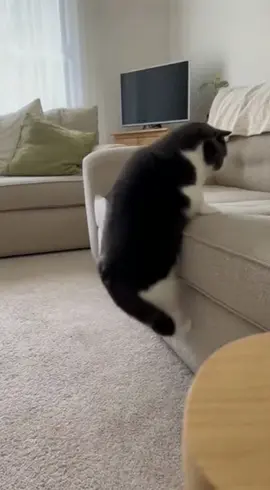 Chat trapu contre canapé #explore #viral #fypシ゚ 