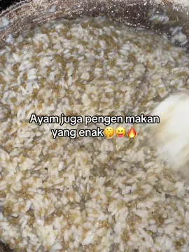 Sederhana ajaa bosq🤭#ayambangkokkelasik #moots? #peternakmuda #pakanayam #tiktok #xybca 
