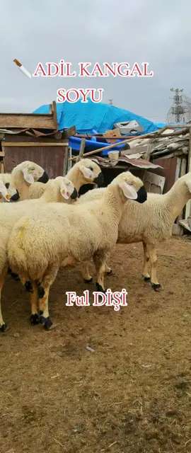 #keşfetteyizzz #şarkışla #kangal #sivas 