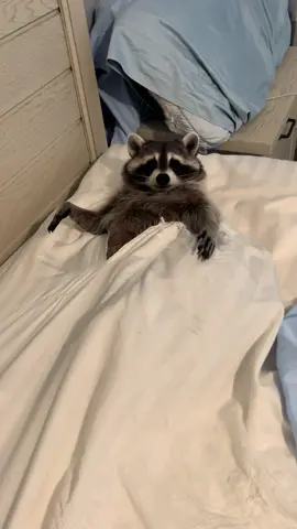 Biscuits loves to rip a hole in the sheets so she can pop out when she feels like it.                            #petraccoon #fyp #cute#raccoons #goodvibesonly 