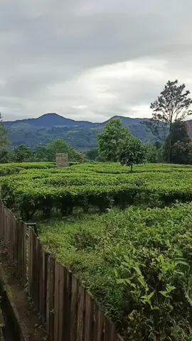 #fyppppppp  #agrowisatagunungmas #wisatasejuk