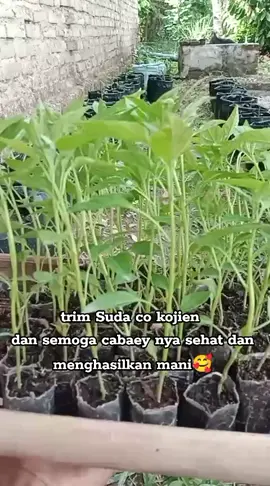 untuk padi, untuk cabaey kacang tanah, melon semangka dll tetep oke...  @Arief Adja @Lebah Serdadu🐝 @Hari Tri @SAHABAT TANI NUSANTARA- @Anshori Ahmad  #trendingtiktok #kojien #petanimilenial #fypシ゚ 