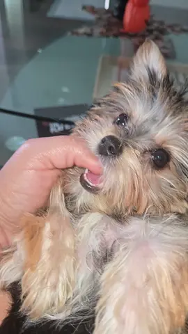 #porcelana #amazonas #piranhas 