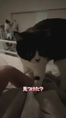 サブちゃんは左利き🤣💓‪ 右手ちゃんをぎゅっと抱き寄せる力強いおてて🤭 #猫 #猫のいる生活 #わたしの彼は左きき #大好き #賢者タイム 