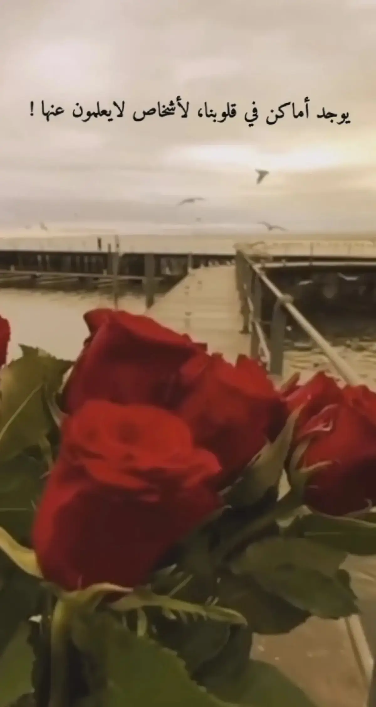 #اكسبلورexplore #🥀🖤 #🥀🥀🥀 #🥀🖤 #مجرد________ذووووووق🎶🎵💞 