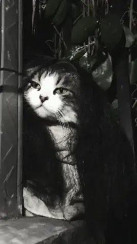 Numpang neduh 👻 #fyp #kucing #viral #usingcloath 