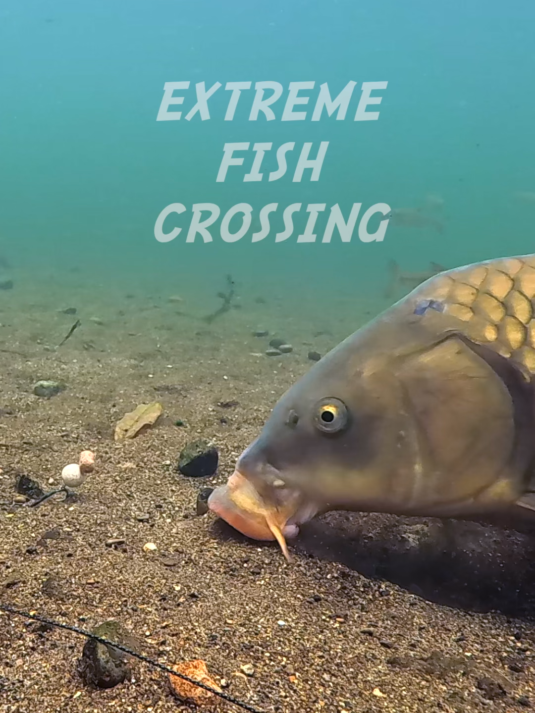 #fishing #carp #underwater