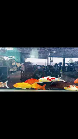 Sao cũng được mình thấy zui là đc