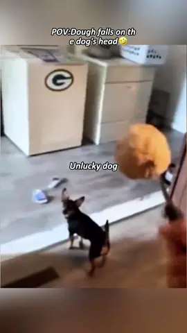 Unlucky dog #dog#funny#funnyanimals#funnypets#animals #dogsofttiktok #pet #foryou #longervideos