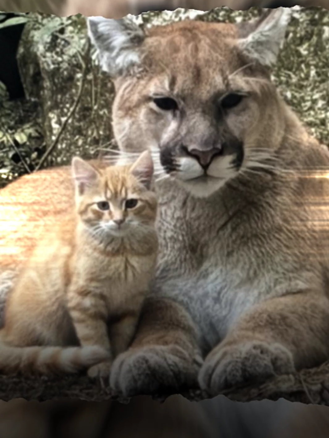 Mereka berbeda tapi sama 🤣 Selama berminggu-minggu, fotografer Ethan Morales mengikuti jejak seekor singa gunung betina di perbukitan California, yang ia beri nama Sierra—kuat, waspada, dan penuh kasih pada wilayahnya. Suatu pagi yang dingin, saat matahari baru menembus kabut, Ethan mengintai dari lensanya. Ia menunggu Sierra, tapi yang muncul justru seekor kucing oranye mungil di dekat beranda. Yang terjadi selanjutnya begitu menakjubkan. Sierra tidak mengancam; ia menunduk, mengeluarkan dengusan lembut yang biasanya untuk anak-anaknya. Kucing kecil itu membalas dengan mengeong tenang, seakan mereka saling memahami.  Momen itu terekam lensa Ethan—seekor predator besar yang melihat kucing rumah sebagai bayangan anaknya sendiri. Alam, sekali lagi, menunjukkan keajaibannya. 🐾✨ #ethanmorales #singa #kucing #indahnyaalam #viral 