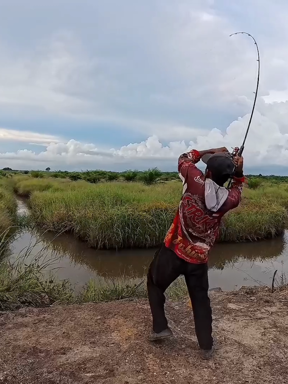 Umpan katak asli strike #casting #ikangabus #yanfis #yadinayyfishing yadinayyfishing 