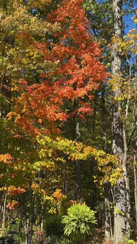 I am so glad I live in a world where there are Octobers! 🍂🤎🧡🍁