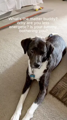 Dog vitamin supplement soft chews #dog #dogsoftiktok #dogmom #healthydog #fyp 