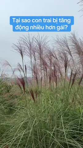 Tại sao con trai lại hay bị tăng động hơn con gái? #thaoduocbaoan #lucvidiahoang 