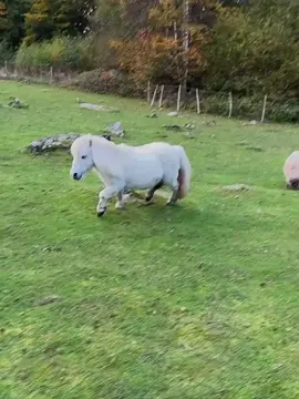 Mẻ cute, mẻ ngựa ngựa#petcute #khoanhkhacdangyeu #ngựa 