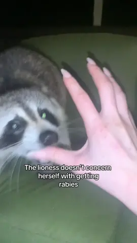 Love Bites🥰 • • • #raccoon #raccoons #raccoonsoftiktok #trashpanda #raccoonbaby 
