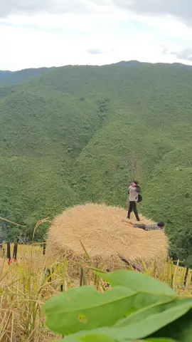 #ອົດທົນສູ້ຕໍ່ໄປຢ່າໄດ້ທໍ້#ອາຊີບເປື້ອນຝຸ່ນ#ກອງເຂົ້າ#ເມື່ອຍແຮ່ງ😰😰#ຢູ່ໄຮ່ຄືເກົ່າ 