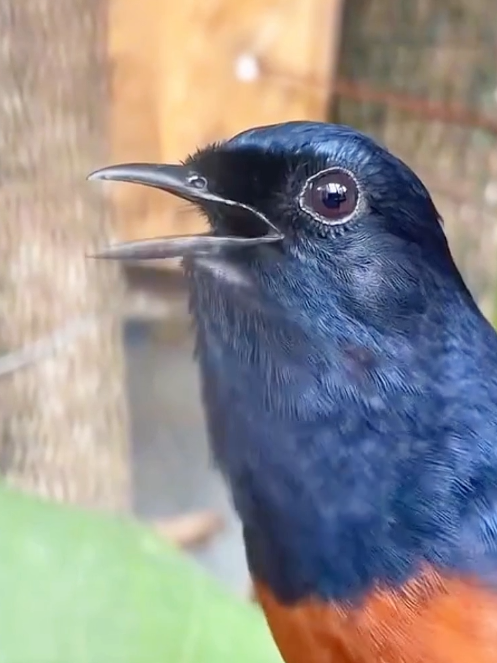 Wonderful sounds of animals #wildlife #amazing #animals #wildlife #animalworld 