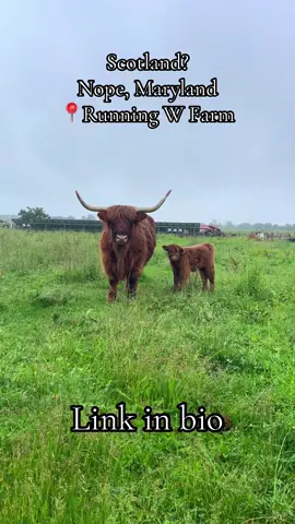 🐮Visit Highland Cows At Running W Farm🐮 📍Located in Chestertown, MD 🔗Link in bio🔗 ❓WHAT IS A MEET THE MOOS SESSION❓ Our Meet the Moos Sessions are private sessions for groups of up to 6 people to meet some of our Highland cows! During this 1 hour session you will be able to brush some of our cows while they are tied, feed them treats, and if our big cows are by the fence you will be able to offer them treats! We have started our calving season so this is a great time to come out and see some babies! Groups of 1 or 2 people can also take a ride in our ATV through the pasture of moms & calves 📸PHOTO SESSIONS📸 If you’re a photographer or want to have a private photo sessions, you can sign up for a meet the moos session and let us know it is for photography! You can bring any photographer of your choice for photos with some of our cows! If you’re a photographer and wanting to do mini sessions, just let us know how many groups to expect during your session! 🐂LARGE GROUPS🐂 We would love to have your 4-H club, summer camp, homeschool group, business, etc. come visit. For these sessions we put a larger focus on education but will still have a cow for people to meet! Message us to schedule a time for your group to visit! ‼️RULES‼️ -Must wear closed toed shoes! If a member of your group is wearing any form of open toed shoes (including crocs) they will be required to sign an extra waiver! -NO PETS, to ensure safety of the cows, your pets, and everyone involved, we require that you leave your fluffy friends at home! - We do have certain allergens around the farm regularly or constantly, including bees, hay and of course dust no matter how clean we try to keep the barn. Along with cows we also have multiple barn cats! If any member of your group is allergic to any of these, we recommend they bring any allergy relief/epipen if they believe it is necessary. 💬Feel free to message us if you have any questions💬 . . . 💻www.runningwfarm.com ⭐️UPCOMING EVENTS⭐️ 🥼Mid-Shore STEM Fest, November 1st 🎄Holiday Photos, November 8th, 9th, 15th, & 16th, Appointment Required 🐾Happy PAW-Lidays Open House with Puppy Pals 4-H Club 🌲Holiday photos benefiting Puppy Pals 4-H Club, November 23rd, Appointment required 🎩Dickens of a Christmas, December 6th 🐮Meet the Moos Sessions, appointment only, private 1 hour sessions to meet the cows, booking for November. WEEKDAYS ONLY! #runningwfarm #meethighlandcows #thingstodoinmaryland #delmarva #easternshoremd 