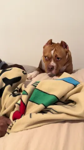 Where’s Luna?! 🤣 She looks like she may have called me out of my name!   #dog #bullie #pet 