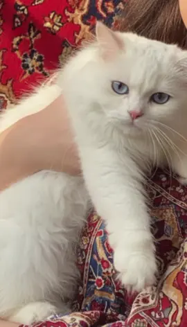 #قالب_تيك_توك #كليشه #حامي_الوطن #ياحبوب 