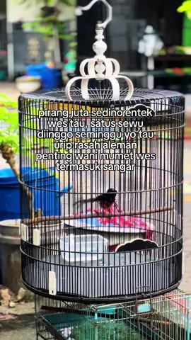 Perputaran📊#muraibatuindonesia #muraibatumania #kicaumaniaindonesia #fyppppppppppppppppppppppp 