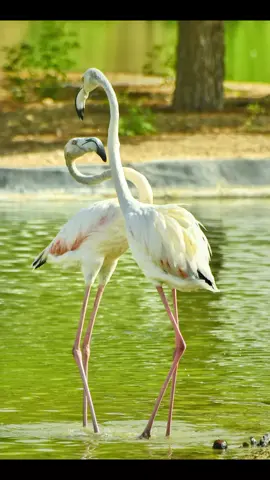 flamingel 🦩🦩  posting its edited version now  #dubai #friends #goodvibes #viral #fypシ゚ 