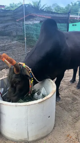🥰.ดุกด้างวันมีชัย🐂ด.ช.ไข่ลายควนสะตอ🐂วันที่26🐂คู่6 นี้มีคำตอบ💪🏿สนามชนโคพระแสงสเตเดียม#เด็กใต้ #สุราษฎร์ 