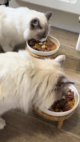 No Grains, No Gains... Wait, That's Backwards for Pets 😂 Plot twist: your dog doesn't need carbs to get swole 💪😂 Grain-free = better digestion, shinier coat, and actual gains for your pet!  #dogtok #pettok #fitnesstok #storytime #petparent 