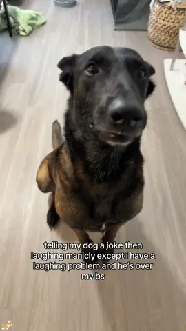 Their reactions are priceless! I love them.#funny #cute #dogs #dog #dogsoftiktok #fyp#foryou #petlove #doglover #funny#funnyideos#fypage#funnydog#funnytiktok 