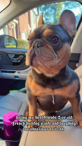 @katiecalaa not him side eyeing tf out of me… #frenchiesoftiktok #frenchie #joketrending #fypシ 