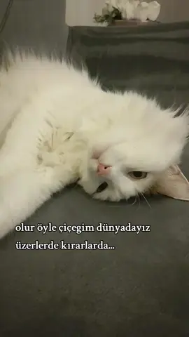 #fyp#kedi#kedicik#kedivideoları#keşfetbeniöneçıkar 