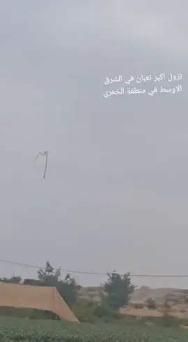 #ثعبان #كوبرا 