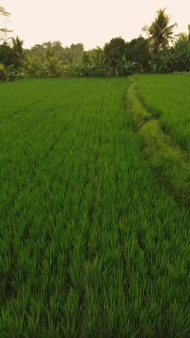 mau nyari tmen biar bisa ikut nyunset tiap sore🥺#nmaxmodifikasi #nmax155 #foryoupage 