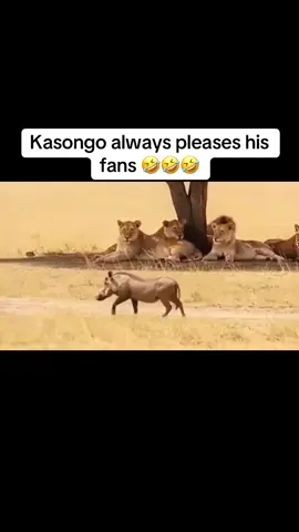 Kasongo always pleases his fans 🤣🤣🤣#funnyanimals #kasongoyeyeyoriginal #gazelle #kasongo #kasongoyeye 
