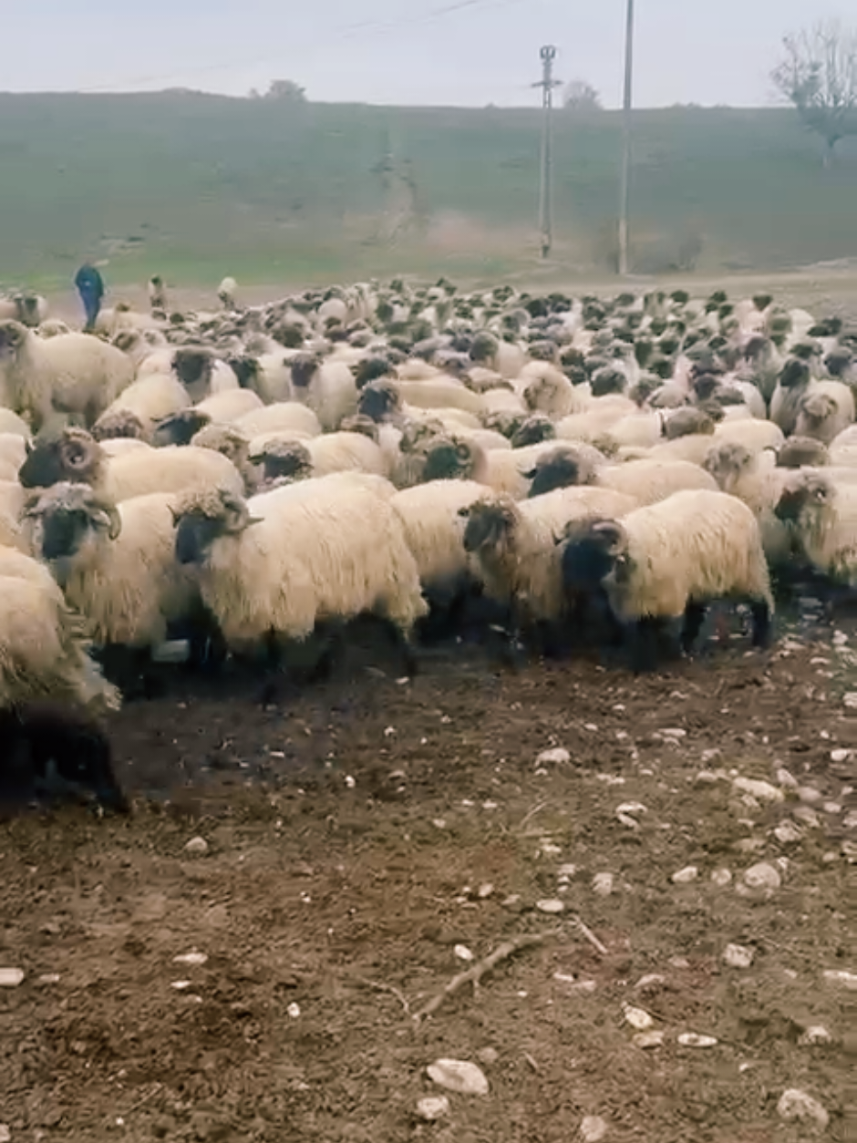 #ciobaniedragamie💯😍🍃🐑🐑🐑 