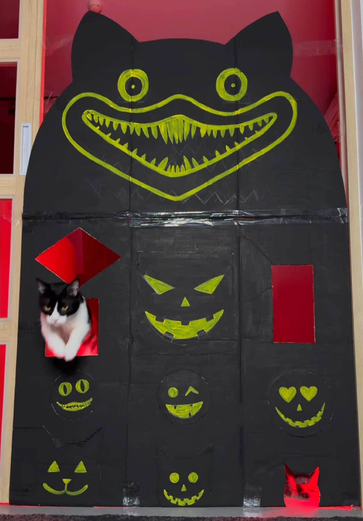 CAT CHALLENGE👻🎃🙀 #cat #catsoftiktok #halloween #pets #catlover 