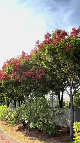 #值得  秋天的顏色