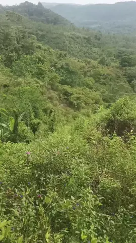 berdendang 🐗🦮#masukberandafyp @PORBI MARENTEN OFFICIAL @porbi.garsel 