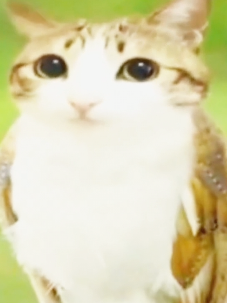 MEOWL EDIT #meowl #edit #tiktok #top 