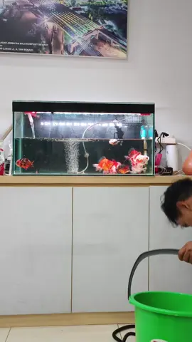 Bagian 1 | Maaf, baru pertama pakai produk Mayin Probiotocs & Nitrifying Backteria udah secinta ini sama hasil nya #fyp #tiktok #mayininternational #goldfish #maskoki 